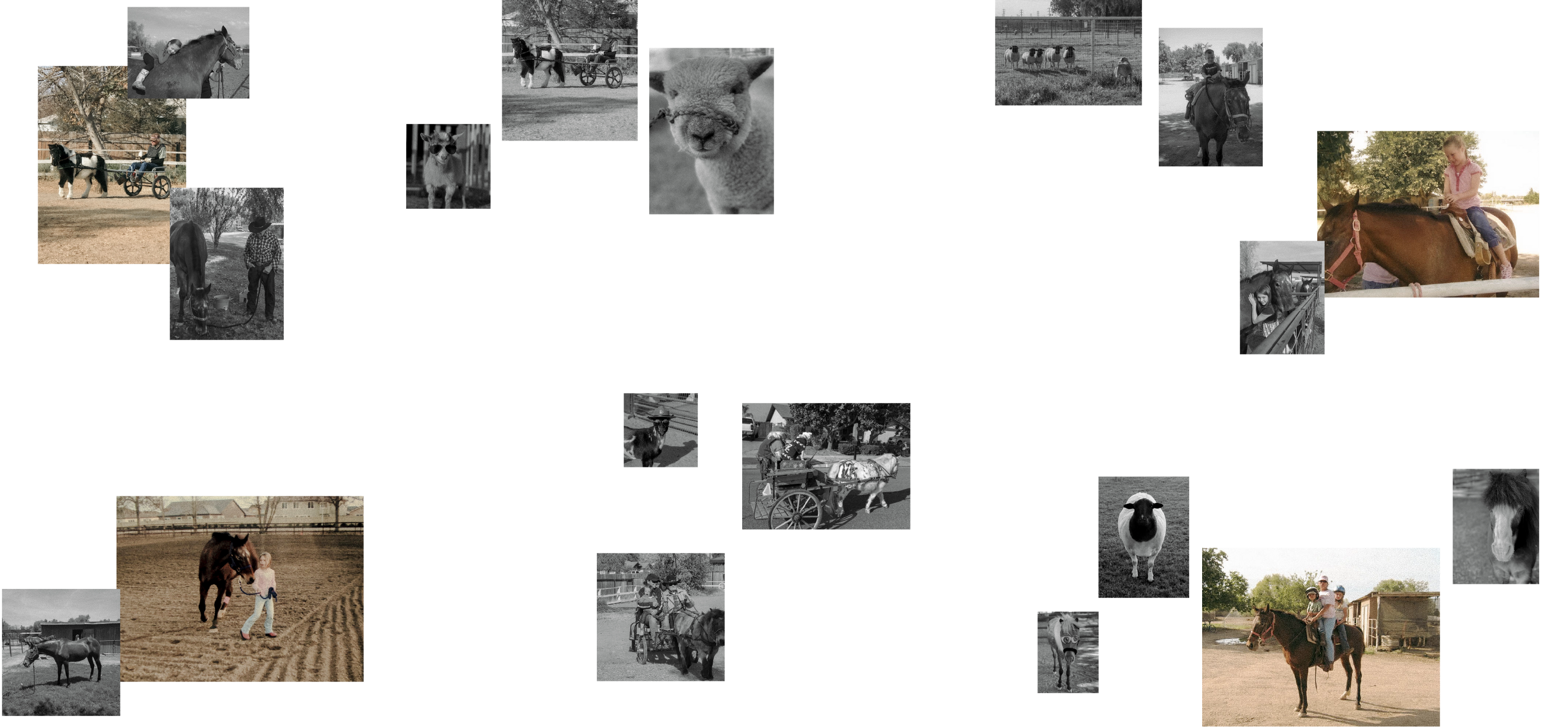 Salty Cowgirl Desktop